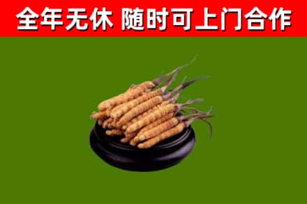 桐庐县回收散虫草