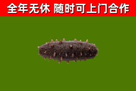 桐庐县烟酒回收干海参.jpg